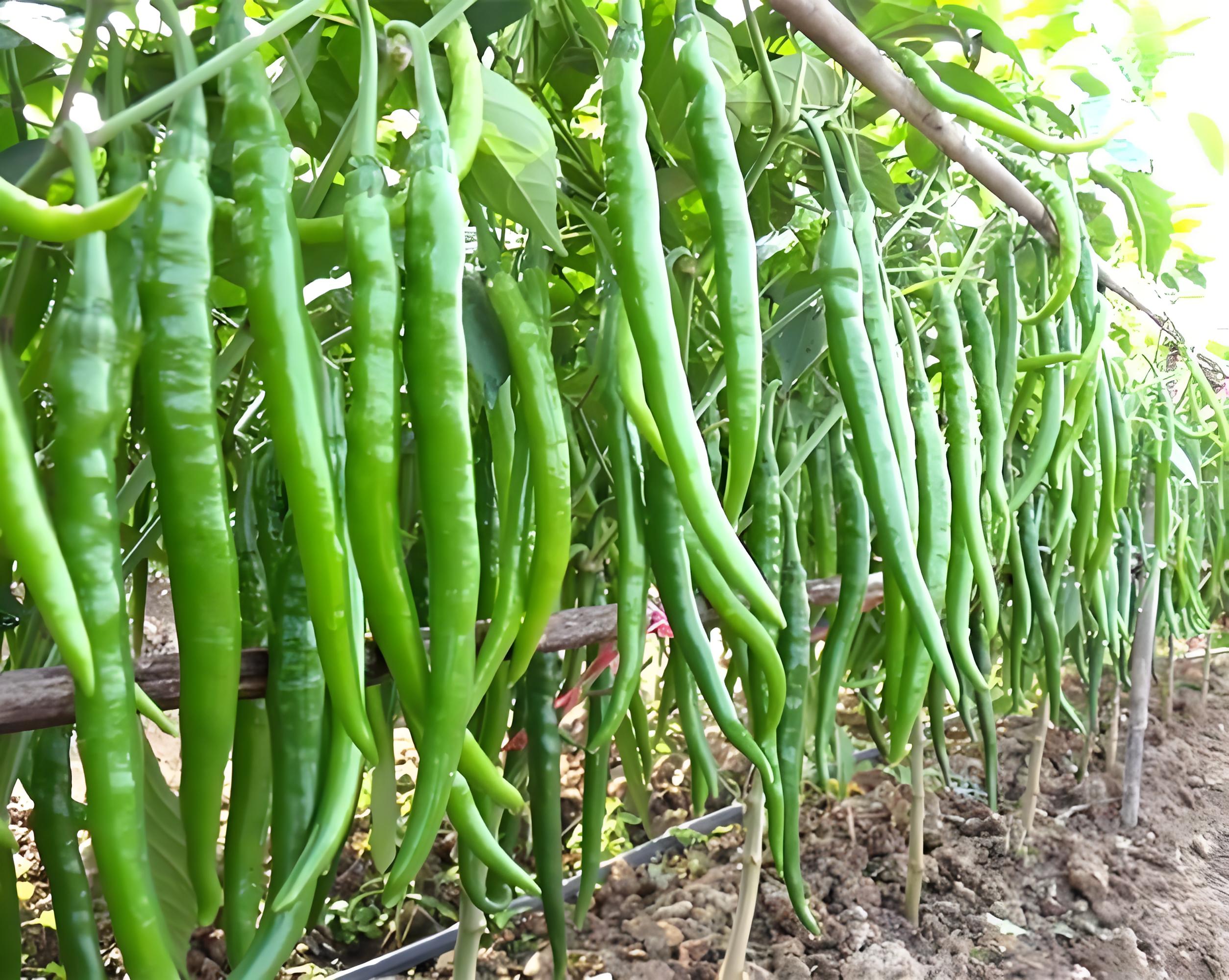 辣椒挂果期用什么肥