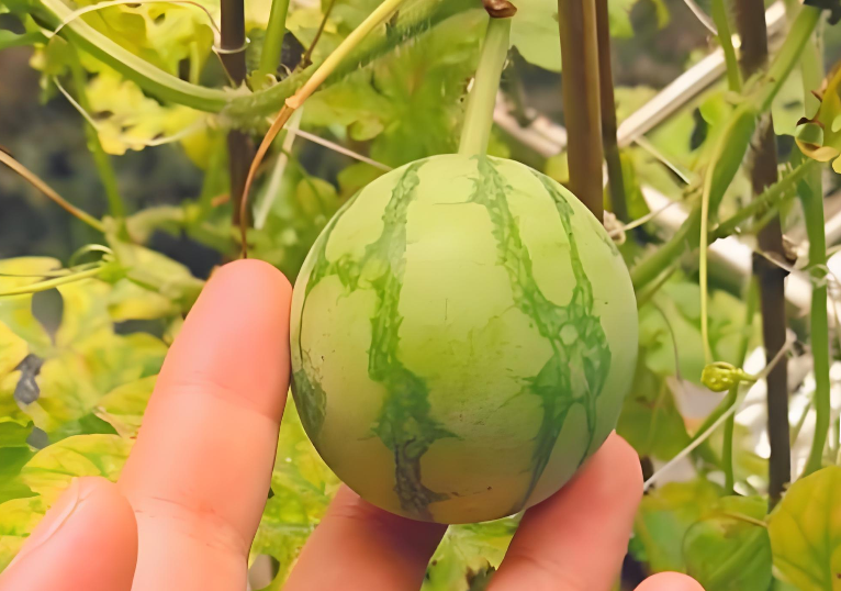 西瓜马上有小果子怎么办