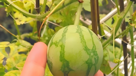 西瓜马上有小果子怎么办