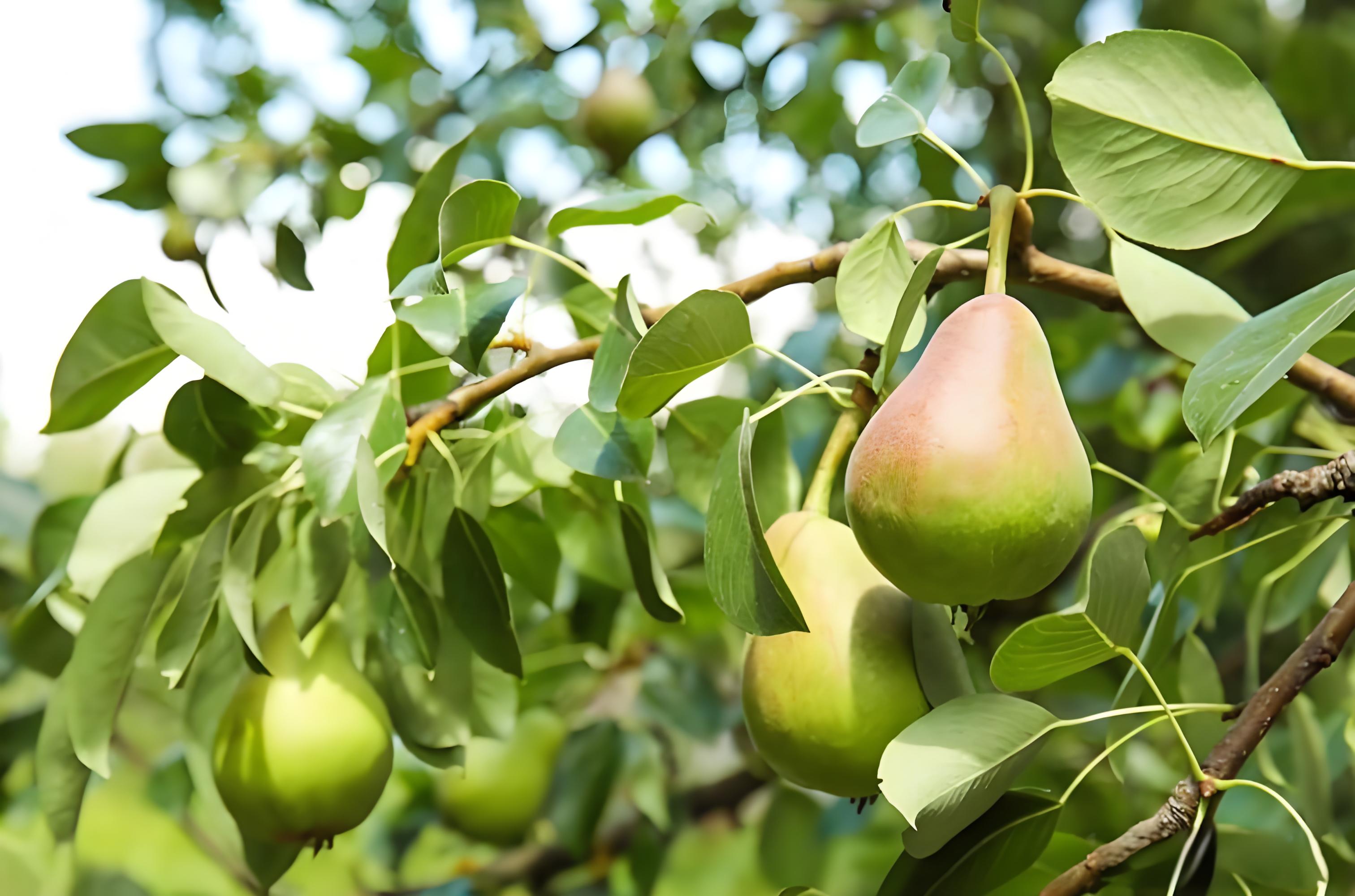 梨树萌芽期肥料有哪些