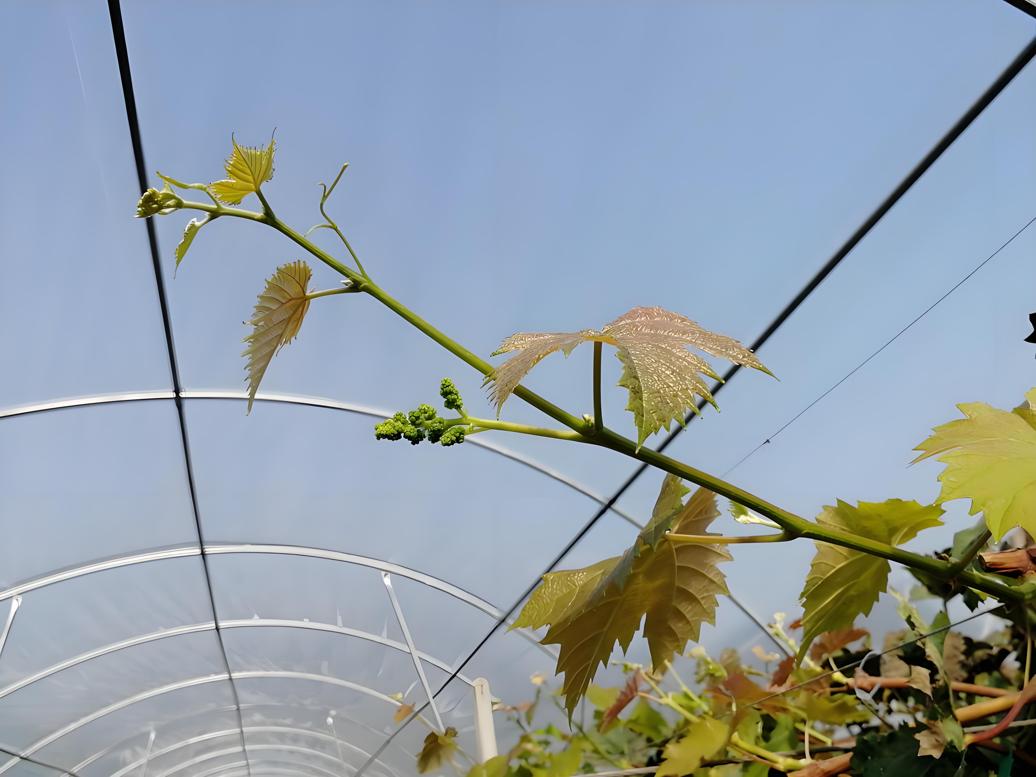 阳光玫瑰萌芽期用肥料吗？