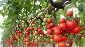 番茄膨果用什么高钾水溶肥