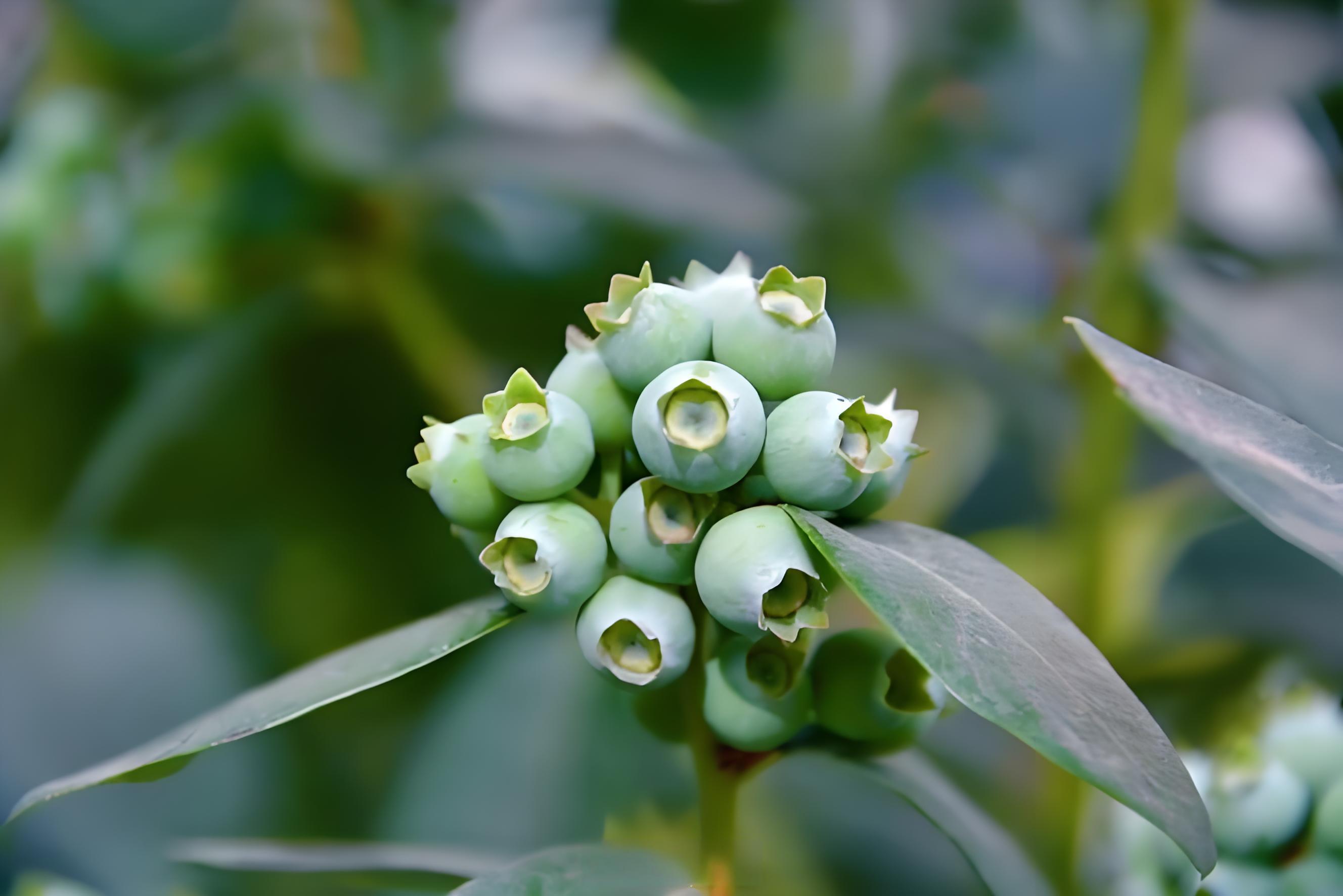 蓝莓幼果期用什么肥料