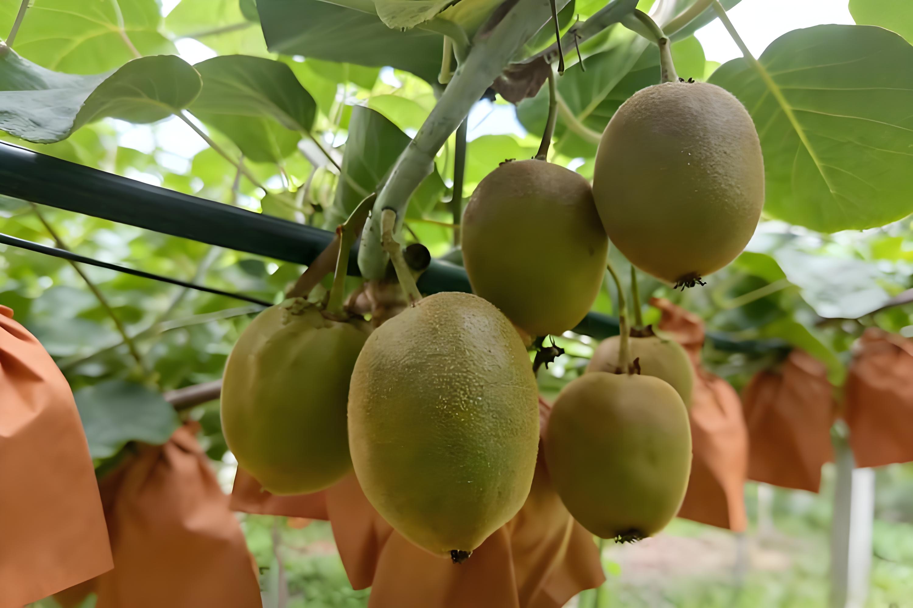 猕猴桃萌芽期上什么肥料最好