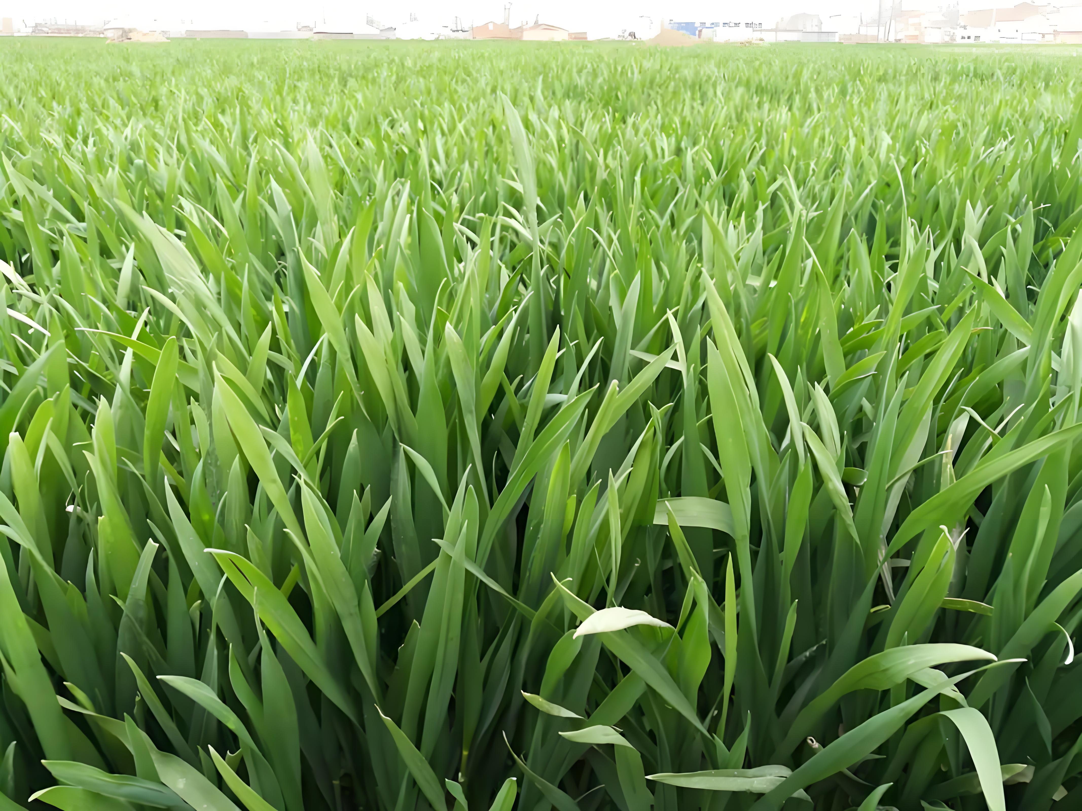 小麦叶面肥什么时候打效果好