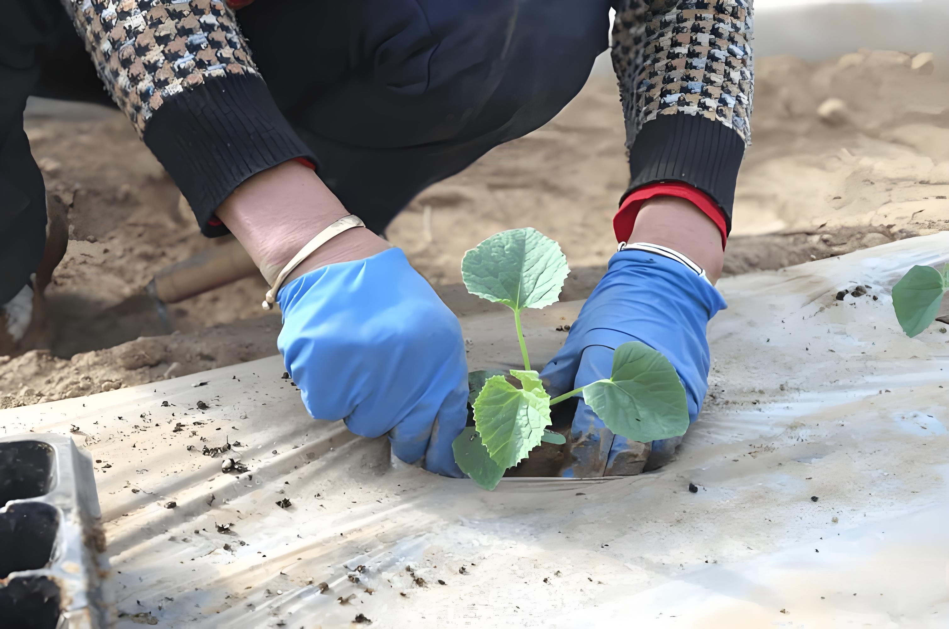 甜瓜定植后如何速生根