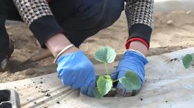 甜瓜定植后如何速生根