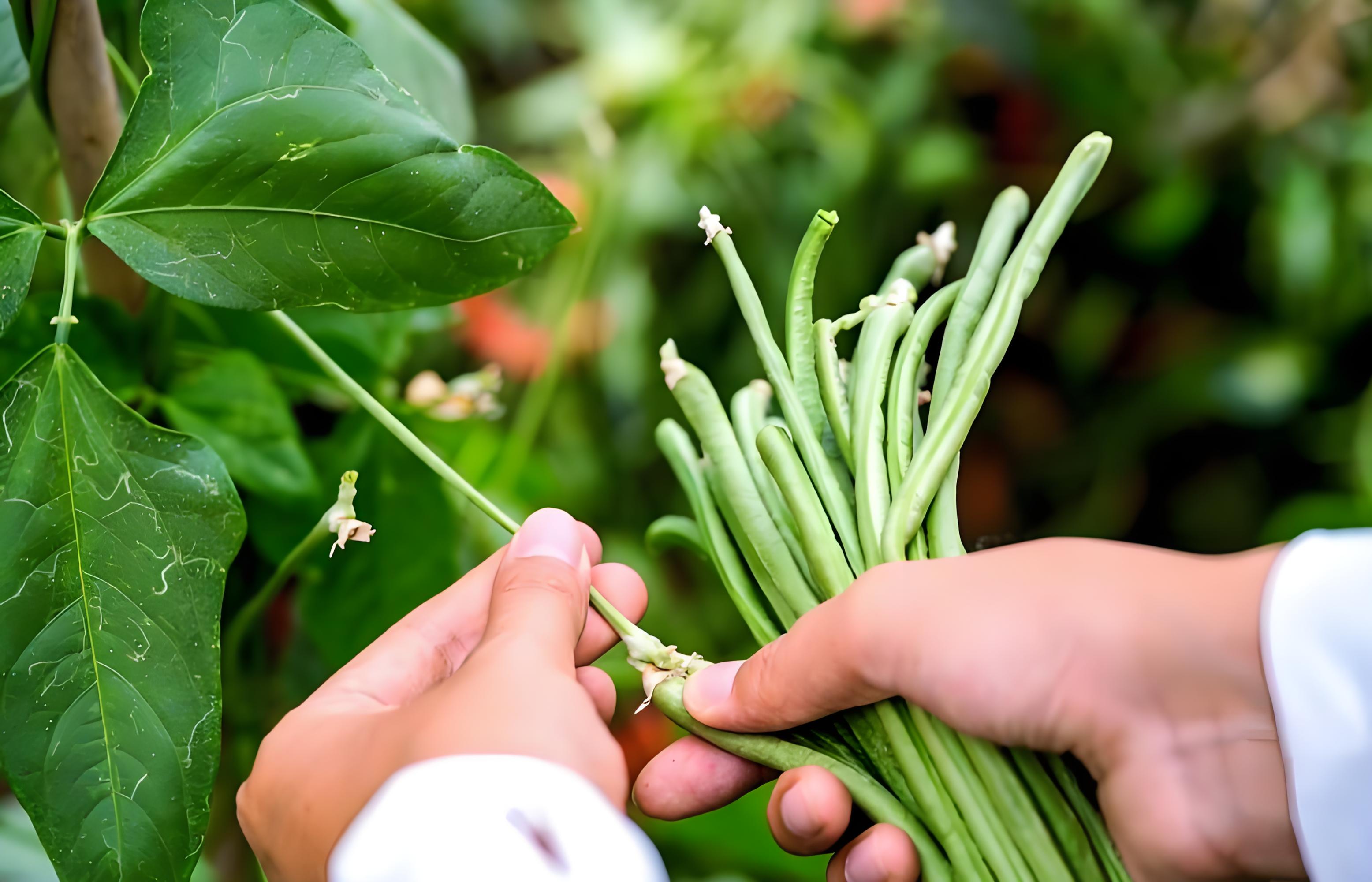 豆角播种用什么肥料最好