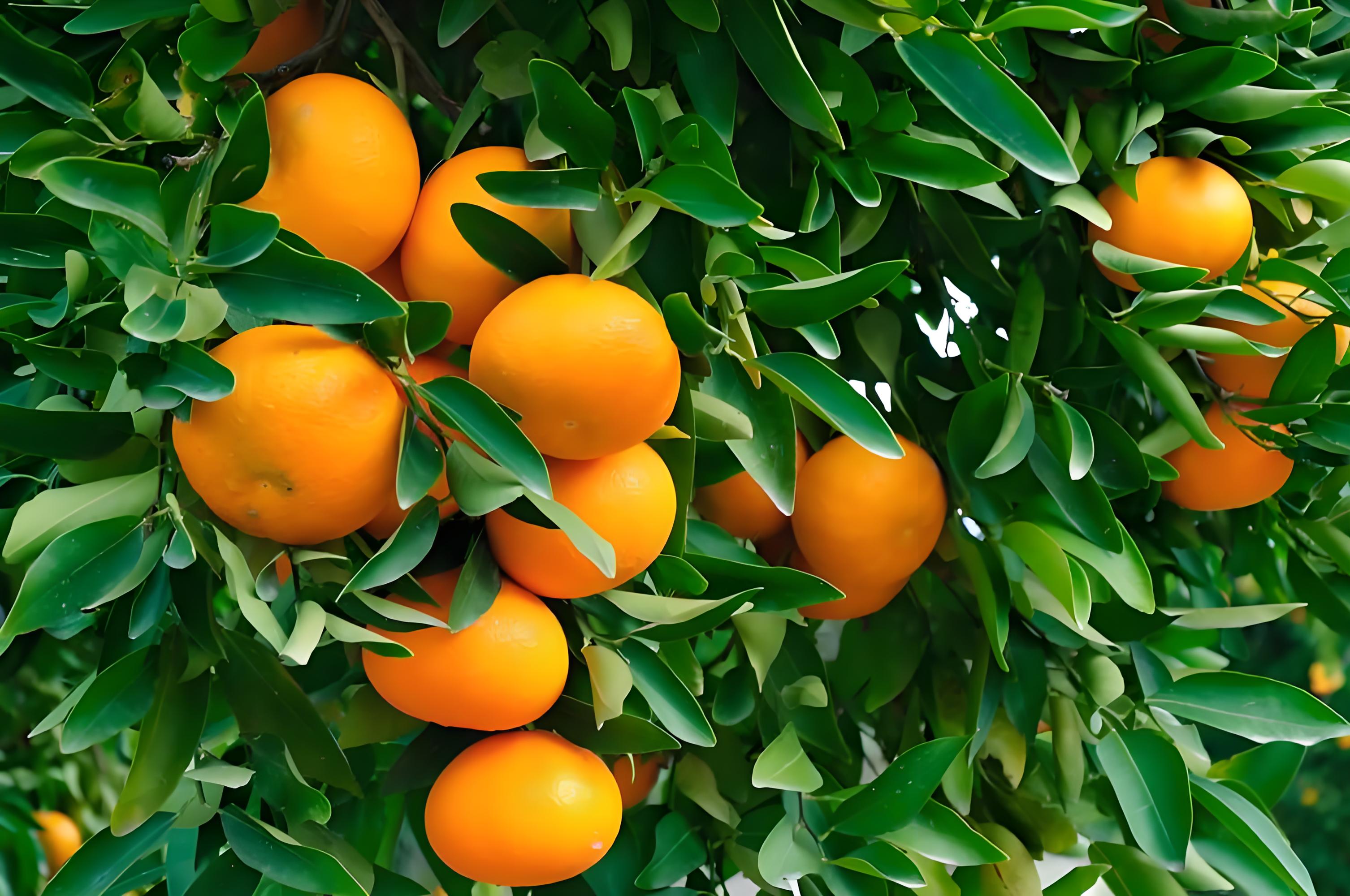 柑橘萌芽期性施什么肥