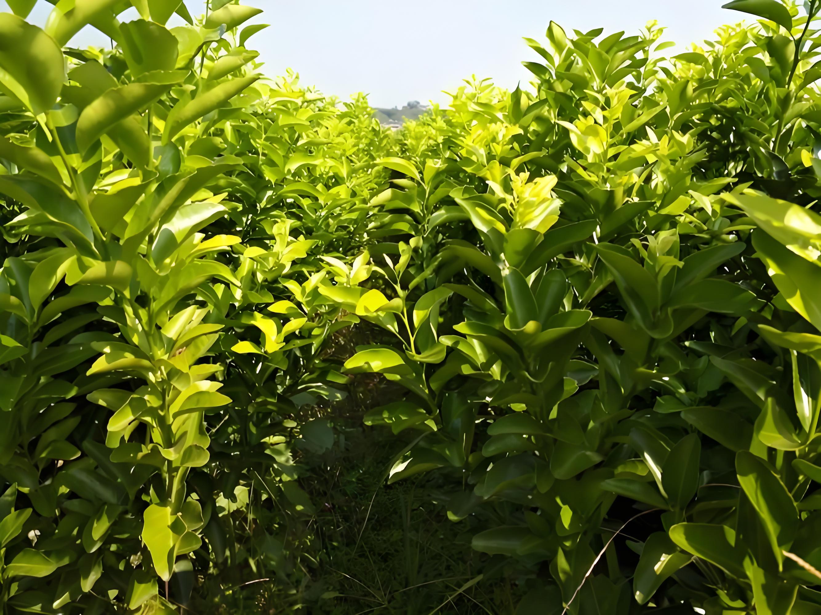 柑橘苗用什么肥料最好
