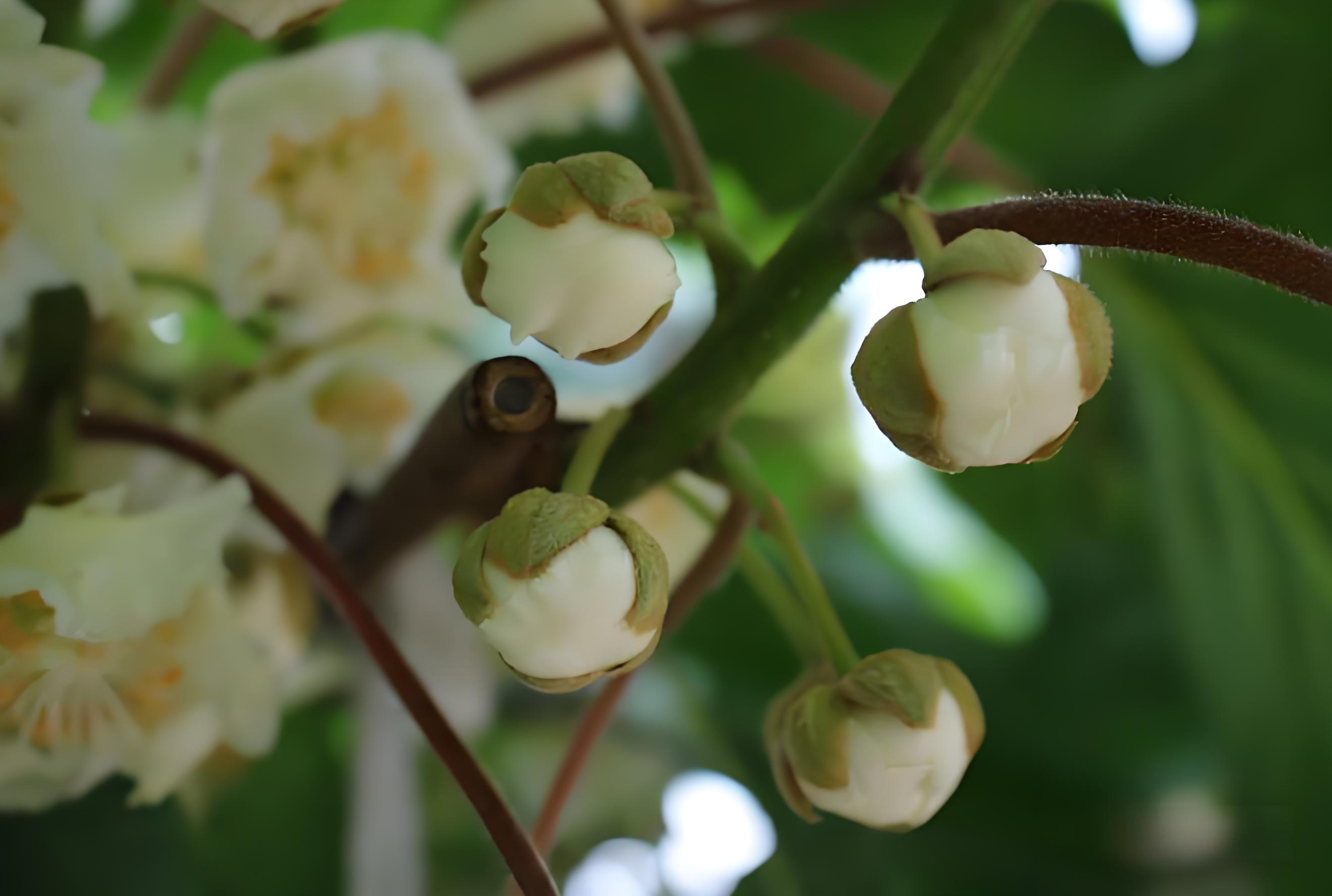 猕猴桃花期用什么肥