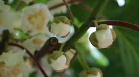 猕猴桃花期用什么肥