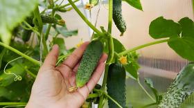 黄瓜膨果用什么肥