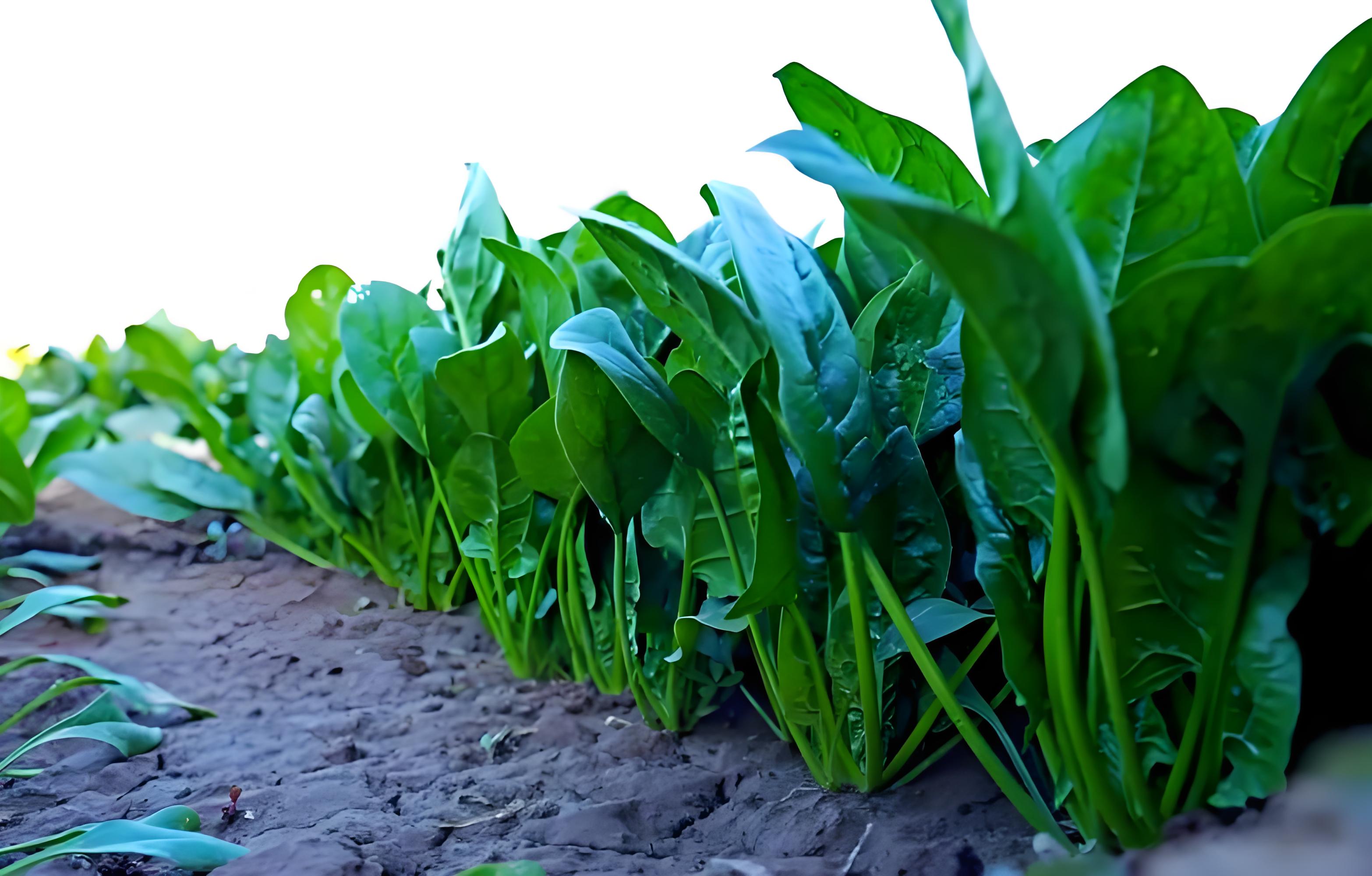 种菠菜施肥用什么基肥?选对卡希诺基肥，出苗旺、产量高