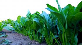 种菠菜施肥用什么基肥?选对卡希诺基肥，出苗旺、产量高