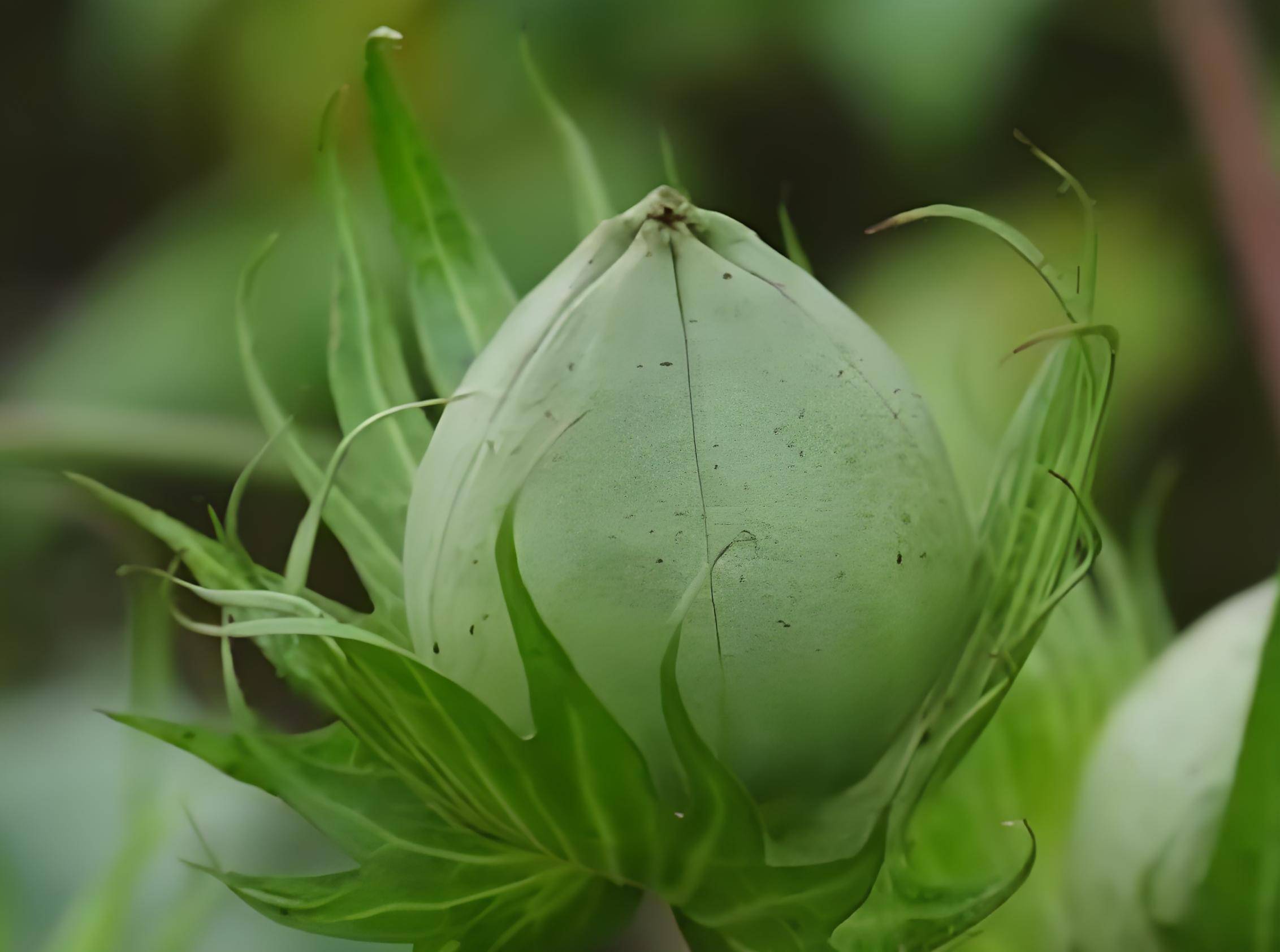 新疆棉花用什么钾肥好？卡希诺高钾方案提质增产