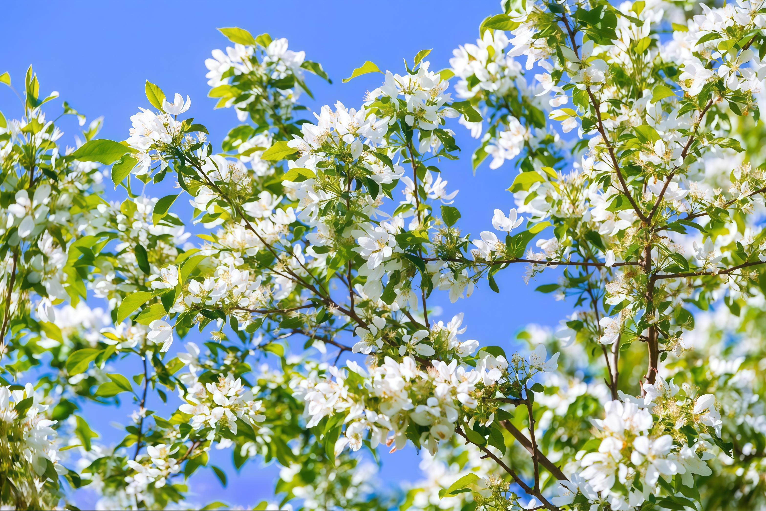 苹果花期根系不好怎么办？保根促根，稳花坐果是关键