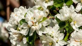 苹果花期有机质低怎么办？卡希诺棵力王来救场