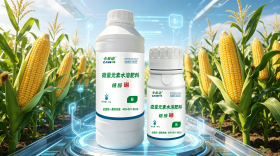 玉米什么时候用硼肥好？卡希诺糖醇硼助力稳产高产